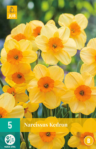 Narcis KEDRON - 5 ks
