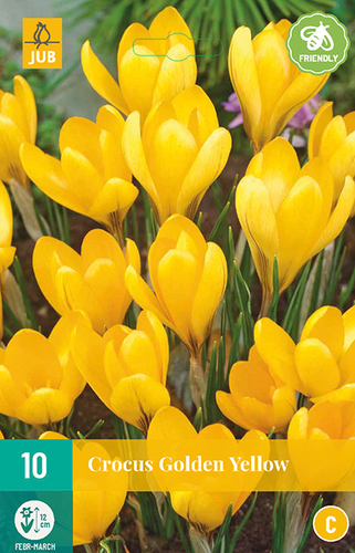 zlty vekokvety krokus, krokusy, golden yellow, cibuloviny, kvety,