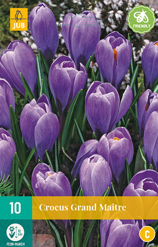 Krokus Grand Maitre, krokusy, krokus, krokusky, cibuloviny, cibulky kvetov