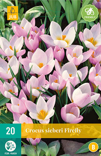 Krokus siberi Firefly, cibuloviny, kvety