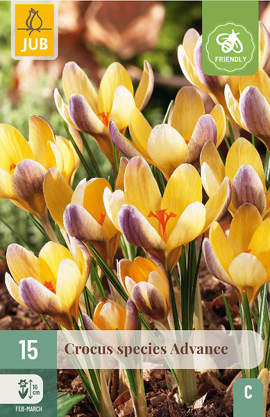 Krokus ADVANCE - 15 ks