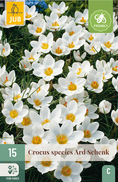 Krokus Ard Schenk, krokusy, krokus, cibuloviny, kvety,