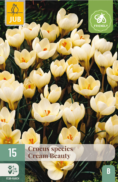 Krokus Cream Beauty, kremovy krokus, krokus, cibuloviny, kvety,