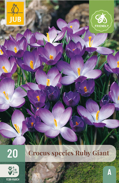 Krokus Ruby Giant, krokusy, cibulky kvetov, cibuloviny, fialové kvety,