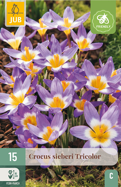 krokusy, krokus iberi tricolor, trojfarebny krokus, cibuloviny, kvety,