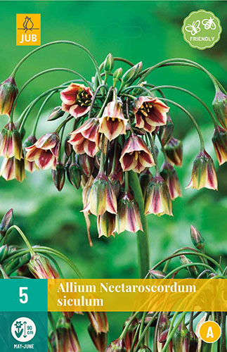 Kvety, Cibuloviny, Okrasný Censak, Allium siculum