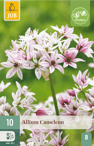 Allium Cameleon - 10 ks