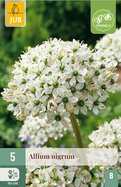 ALLIUM NIGRUM 5 ks 