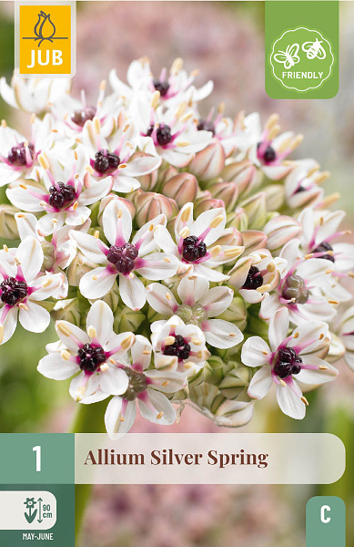 Allium Silver Spring 1 ks 