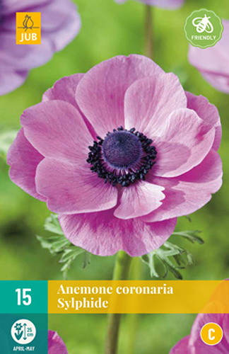ANEMONE CORONARIA SYLPHIDE - 15 ks