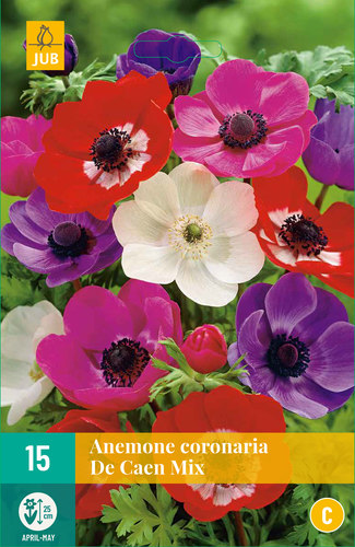 ANEMONKY CORONARIA de CEAN MIX 15 kusov
