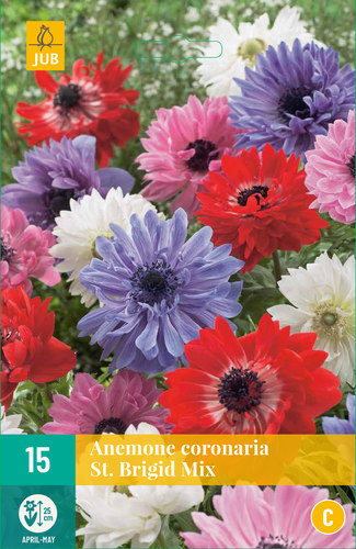 ANEMONKY CORONARIA St. BRIGID MIX 15 kusov