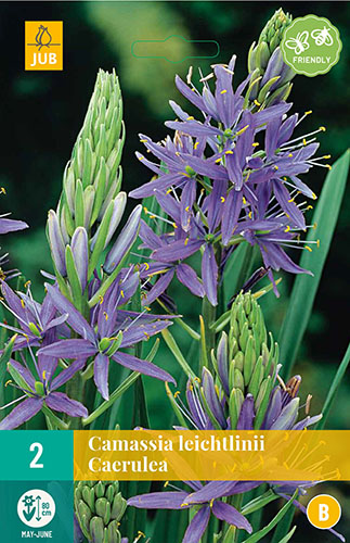  CAMASSIA LEICHTLINII CAERULEA 2 ks 