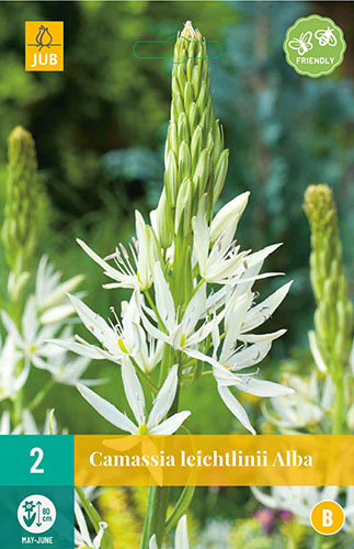  CAMASSIA LEICHTLINII ALBA 2 ks 