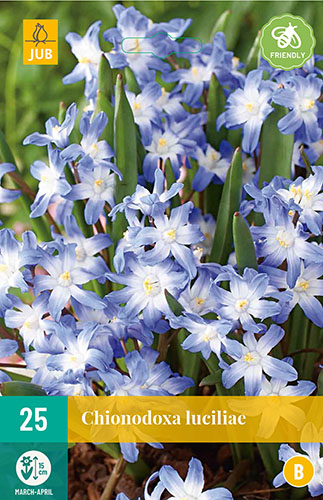  CHIONODOXA LUCILIAE 25 ks 