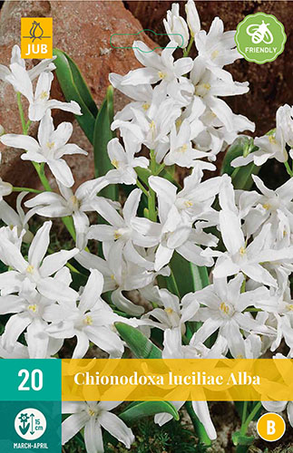  CHIONODOXA LUCILIAE ALBA 20 ks 