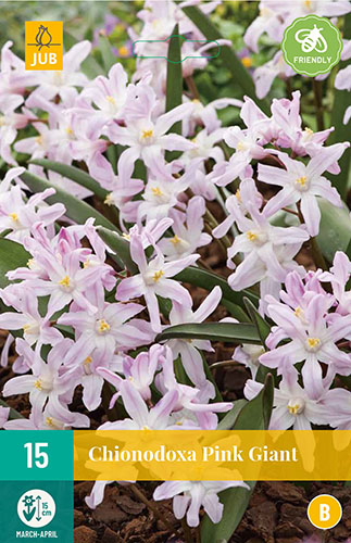  CHIONODOXA PINK GIANT 15 ks 