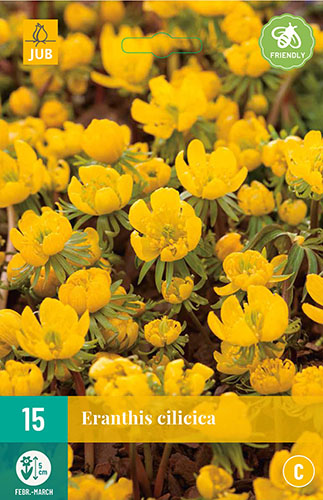  ERANTHIS CILICICA 15 ks 