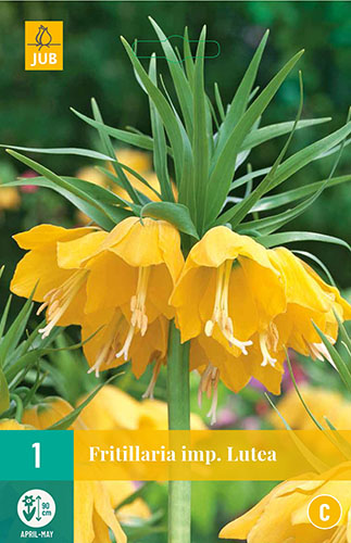 Cibuloviny, Cibule korunovky, Fritillaria imperialis Lutea