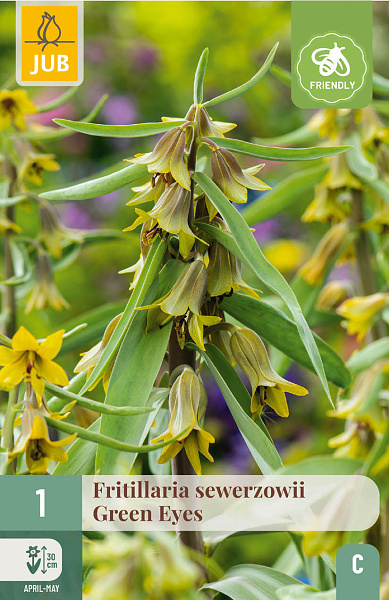 FRITILLARIA GREEN EYES 1 ks 