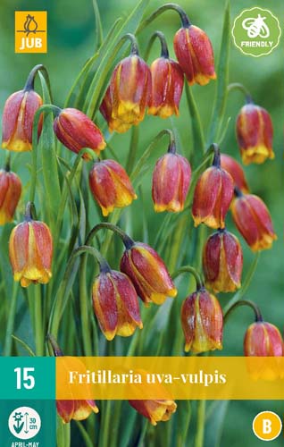  FRITILLARIA UVA-VULPIS 15 ks 