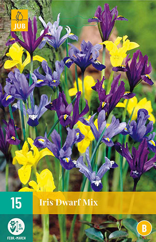 IRIS DWARF MIX 15 ks 