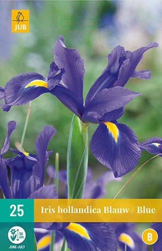 IRIS HOLLANDICA BLUE NJ 25 ks 