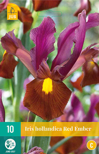  IRIS HOLLANDICA RED EMBER 10 ks 