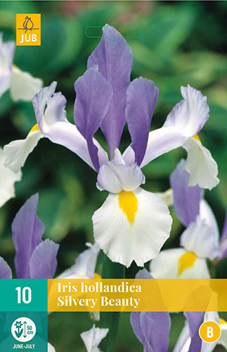  IRIS HOLLANDICA SILVERY BEAUTY NJ 10 ks 