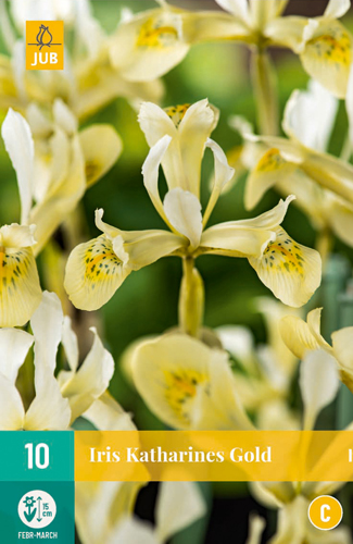  IRIS KATHARINES GOLD 10 ks 