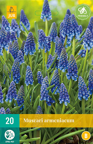  MUSCARI ARMENIACUM 20 ks 