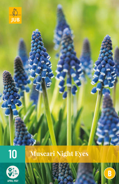  MUSCARI NIGHT EYES   10 ks 