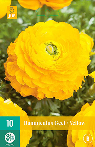 RANUNCULUS YELLOW 10 ks 