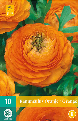 RANUNCULUS ORANGE 10 ks 