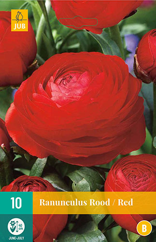  RANUNCULUS RED 10 ks 