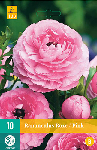  RANUNCULUS PINK  10 ks 