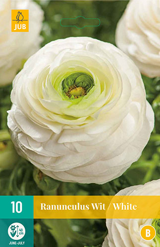  RANUNCULUS WHITE 10 ks 