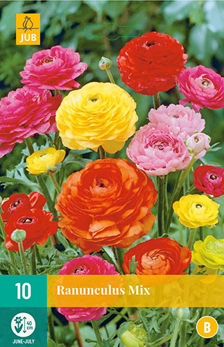  RANUNCULUS MIX  10 ks 