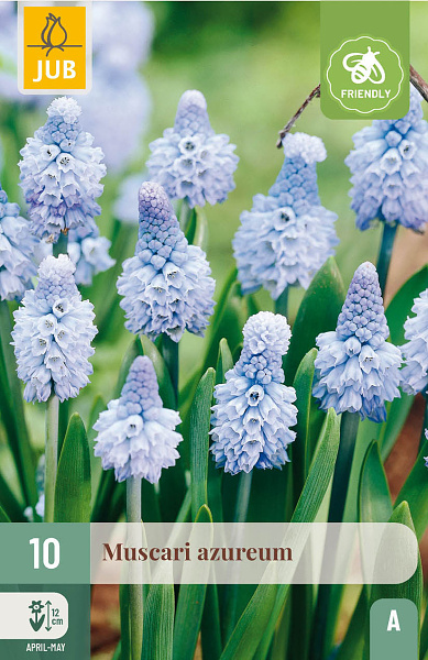  MUSCARI AZUREUM 10 ks 