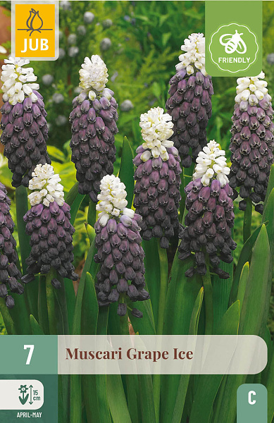 MUSCARI Grape Ice 7 ks 
