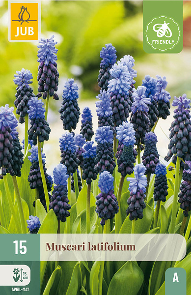  MUSCARI LATIFOLIUM 15 ks 