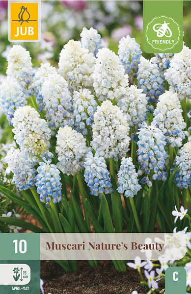  MUSCARI NATURE´S BEAUTY  10 ks 