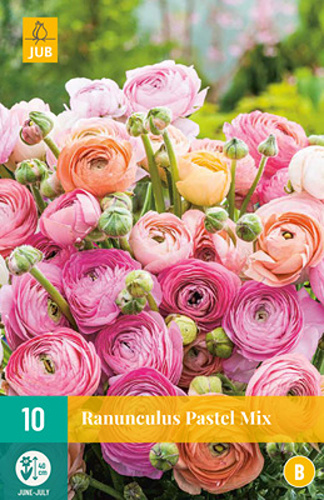 RANUNCULUS PASTEL MIX - 10 ks
