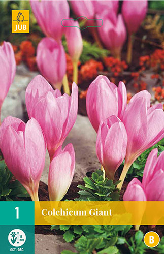  COLCHICUM GIANT 1 ks 