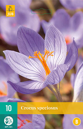  KROKUSY SPECIOSUS 10 ks 