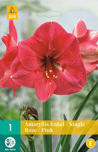  AMARYLLIS PINK 1 ks 