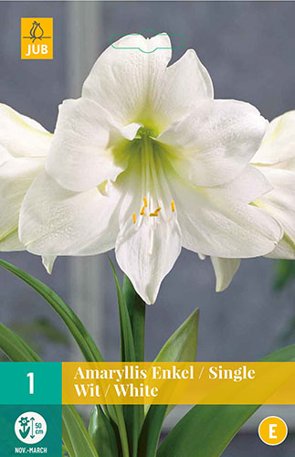  AMARYLLIS WHITE 1 ks 