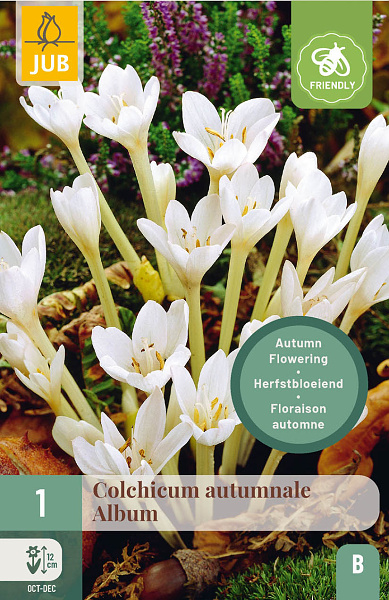  COLCHICUM AUTUMNALE ALBUM 1 ks 