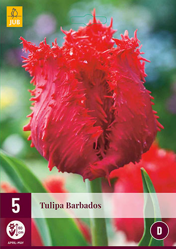  TULIPÁNY BARBADOS 5 ks 