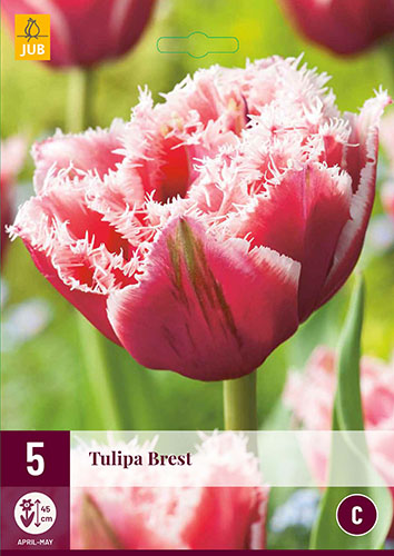 tulipan brest, cibuloviny, cibule tulipanaov, cibulky tulipanov, cibule kvetov, kvetove cibule